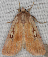 Setagrotis pallidicollis