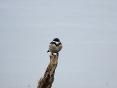 Hirundo albigularis