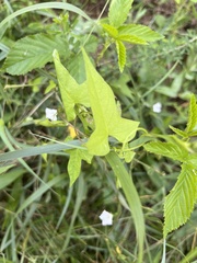 Ipomoea lacunosa