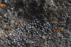 Myriolecis semipallida