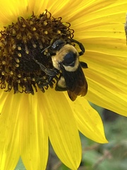 Bombus fraternus