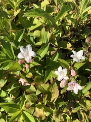 Weigela