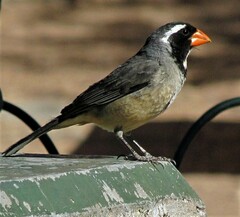 Saltator aurantiirostris