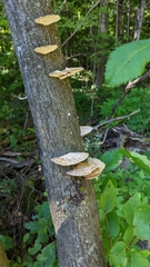 Daedaleopsis confragosa