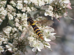 Sphaerophoria scripta