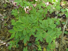 Vaccinium myrtilloides