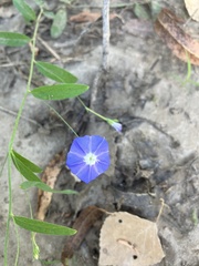 Evolvulus arizonicus