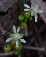 Macarthuria australis