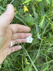 Ipomoea lacunosa