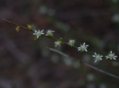 Macarthuria australis