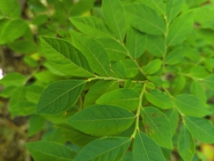 Vaccinium myrtilloides