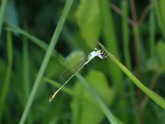 Agriocnemis femina oryzae