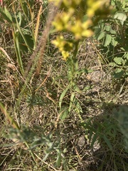 Solidago