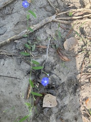 Evolvulus arizonicus