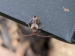 Pogonocherus hispidus