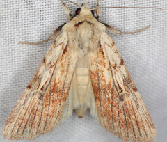 Setagrotis pallidicollis