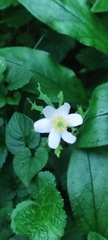 Anemonoides nemorosa