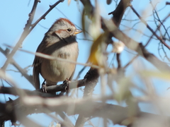 Spizelloides arborea