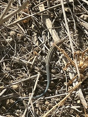 Aspidoscelis hyperythrus