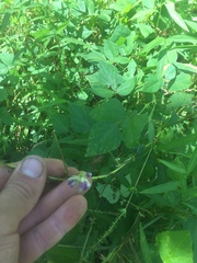 Amphicarpaea bracteata