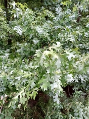 Quercus shumardii