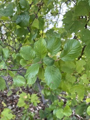 Rhamneae