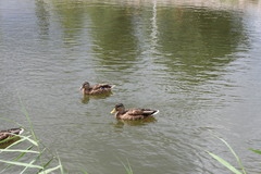 Anas platyrhynchos