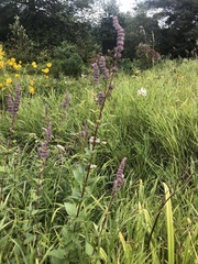 Agastache foeniculum