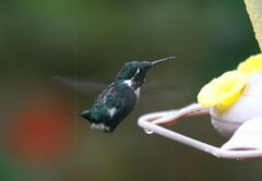 Chaetocercus heliodor