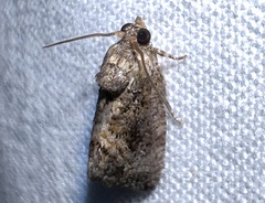 Gymnandrosoma punctidiscanum