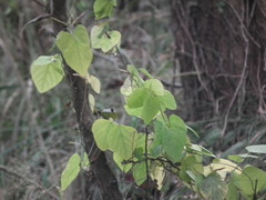 Amphicarpaea edgeworthii