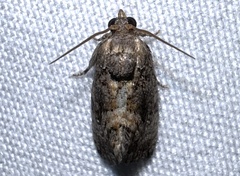 Gymnandrosoma punctidiscanum