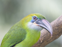 Aulacorhynchus sulcatus