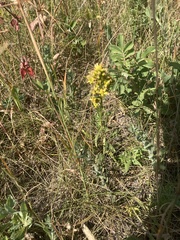 Solidago