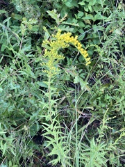 Solidago chapmanii