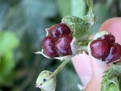 Rubus caesius