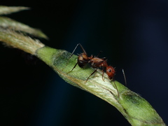 Camponotus nicobarensis