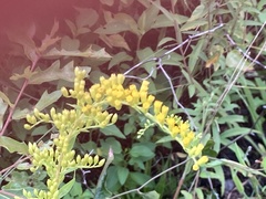 Solidago chapmanii