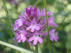 Anacamptis pyramidalis