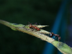Camponotus nicobarensis