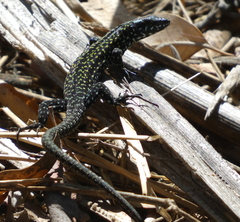 Podarcis muralis nigriventris