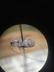 Cerambycidae