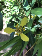 Trimezia martinicensis
