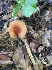 Lactifluus hygrophoroides