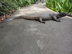 Varanus salvator macromaculatus