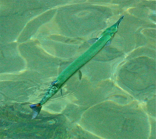 Tylosurus crocodilus