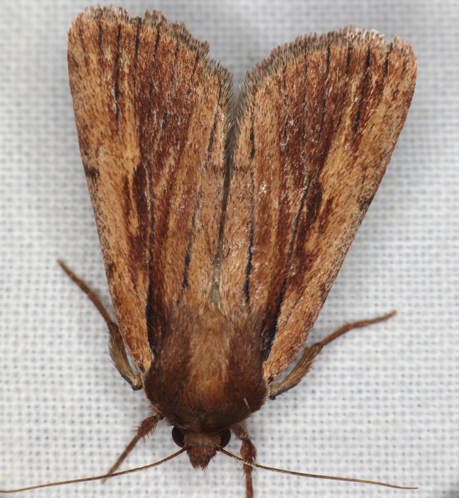 Tesagrotis