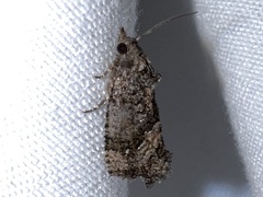 Gymnandrosoma punctidiscanum