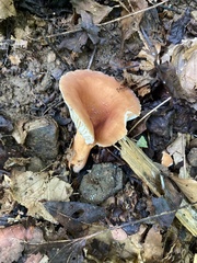Lactifluus hygrophoroides