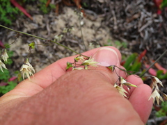 Melasphaerula graminea
